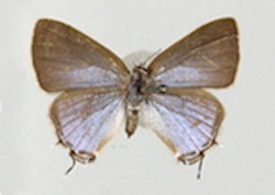 Female